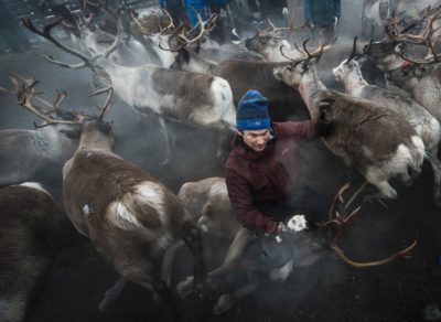 This file photo taken on October 27, 2016 shows a Sami man from the Vilhelmina Norra Sameby, catches a reindeer during a gathering of his reindeers herd for selection and calf labelling on October 27, 2016 near the village of Dikanaess, about 800 kilometers north-west of the capital